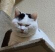 飼い主さんを監視する猫　「めちゃくちゃワロタ」な姿にSNSで反響続出