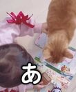 【ゴメンネがうますぎるw】大好きな幼児を怒らせちゃった猫→謝り方が反則級に可愛すぎた