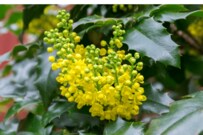 【冬だって、ガーデニング】小さな庭で楽しむ「ナチュラル系草木花」オススメ5選