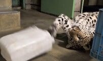 【とべ動物園】「やっぱりネコと一緒」無防備にお腹を出して遊ぶヒョウの姿がかわいすぎる！目があった瞬間「見てたの？」の顔（愛媛県）