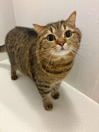 「大丈夫？」お風呂場まで様子を見に来る猫ちゃんが可愛すぎる…健気な姿にホッコリ