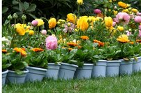 【ガーデニング知恵袋】あぁ惜しい！「ちょっと残念な庭」に共通する5つの特徴