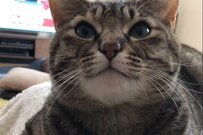 「猫は苦手だった」今では…心溶かした猫　可愛い動画が注目浴びる