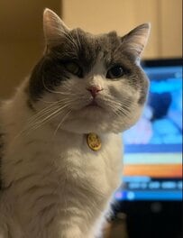 「破壊光線」発射！？もちもち猫ちゃんの特大あくびが迫力満点