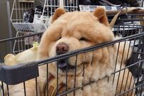 もふもふすぎて…　ペット用の買い物カートでくつろぐチャウチャウの被毛に注目集まる