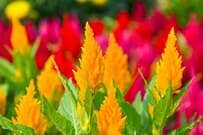 【晩秋までずっと咲く花】ふわふわ質感が魅力の《ケイトウ》個性豊かな5種類＆育て方のコツ