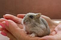 【6万いいね】ハムスターが“うんてい”をする姿に目を疑う！「覇気が見えます」の声