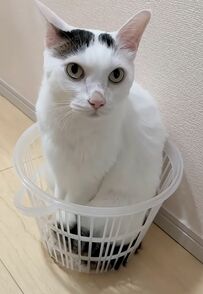 【ちんまり】小さなカゴの中に…まさかの猫ちゃん！？可愛すぎる姿に胸キュン