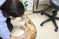 動物病院で保護された猫　おなかを撫でられたときの「バレーボール選手のような姿」に笑ってしまう