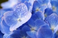 今月、6月に支給【遺族年金生活者支援給付金】遺族基礎年金に上乗せ「ひと月分の給付額5620円」全国7万件以上「40・50歳代の現役世代」中心の受給状況