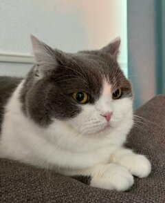 【猫の隠れんぼ】「探しましたぞ…」段ボールの隙間から見つめる猫の様子に笑ってしまう