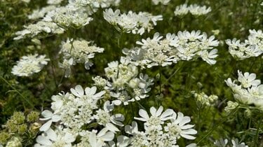 手間いらずで毎年花が咲く「植えてよかった！純白の花」で初夏の