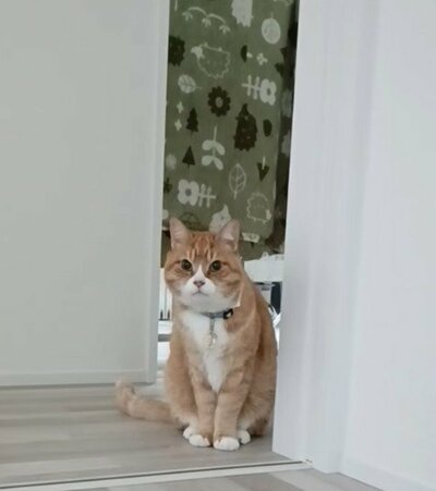 元保護猫のとらきちくん 飼い主さんの起床を待っています