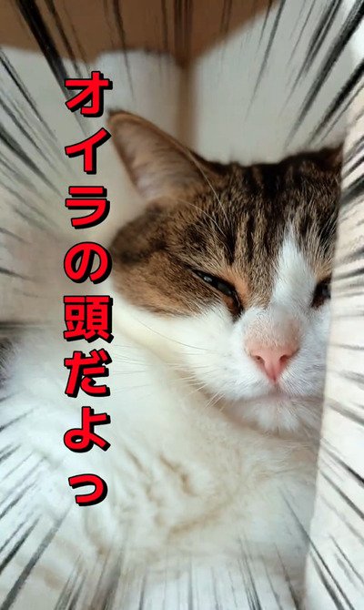 投稿の画像
