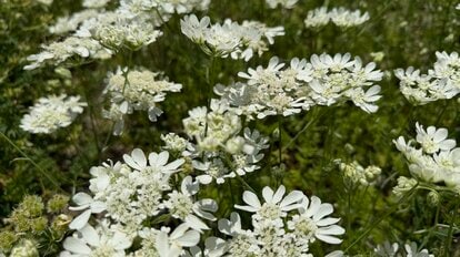 写真 | 手間いらずで毎年花が咲く「植えてよかった！純白の花」で初夏