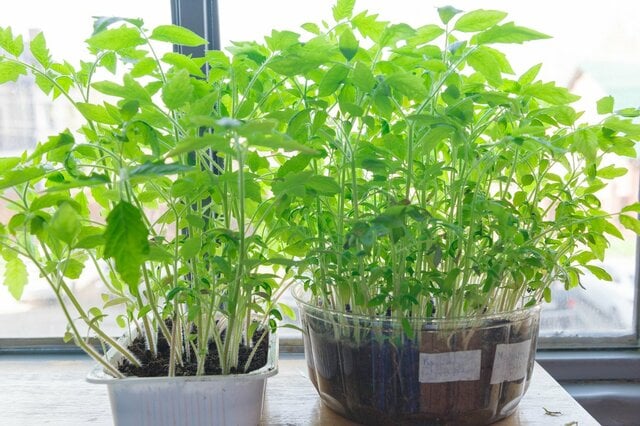 【冬の家庭菜園】室内で育てるオススメ野菜4選！プラ容器や牛乳パックでお手軽栽培