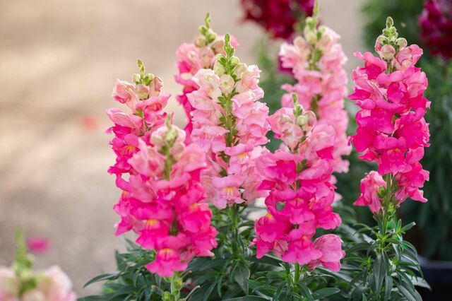 ピンク色の春の花《一年草・多年草・球根植物》12選！春庭を癒しの「ピンクガーデン」にしよう