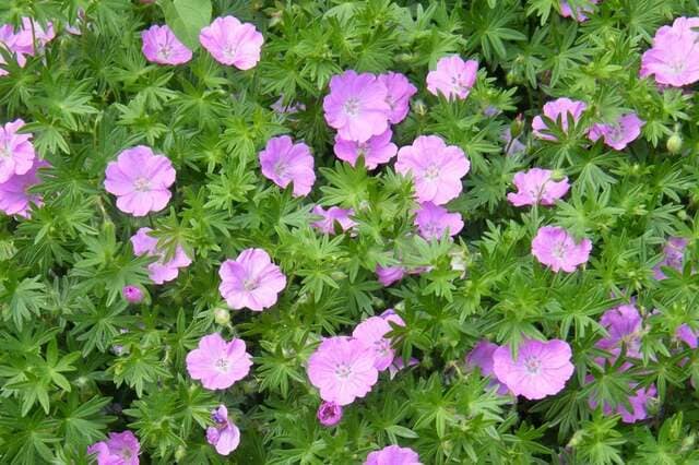 《園芸歴30年ガーデナーお気に入り》暑さに強くて「植えてよかった」長年植えっぱなしの植物5選