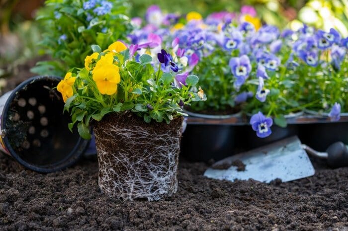 ポットから苗を取り出す様子