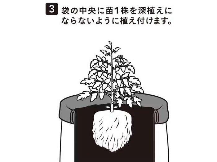 苗を1株植え付け、底の穴から水が出るまでたっぷり水を与えれば準備完了