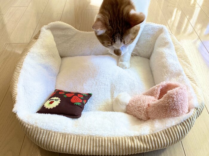 まずはそっと置いて自由ににおいを嗅いでもらいます