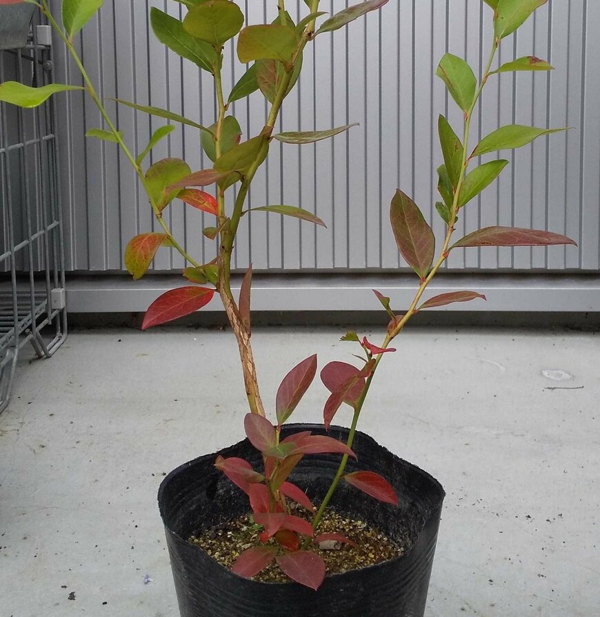 下から色づき始めたブルーベリーの苗木（LIMO編集部）