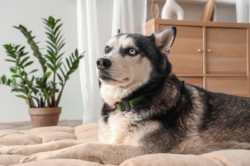 「話、聞くで？」飼い主の異変を察知するハスキー犬　健気な姿に「愛に溢れている」と感動の声が続出