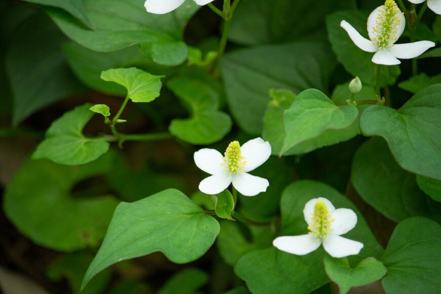 mimi-TOKYO/shutterstock.com