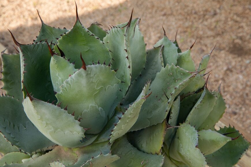 Gonzalo de Miceu/Shutterstock.com