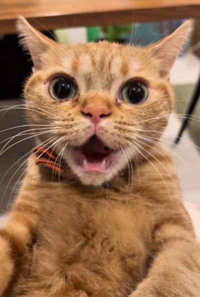 出所：＠mocchinokimochi