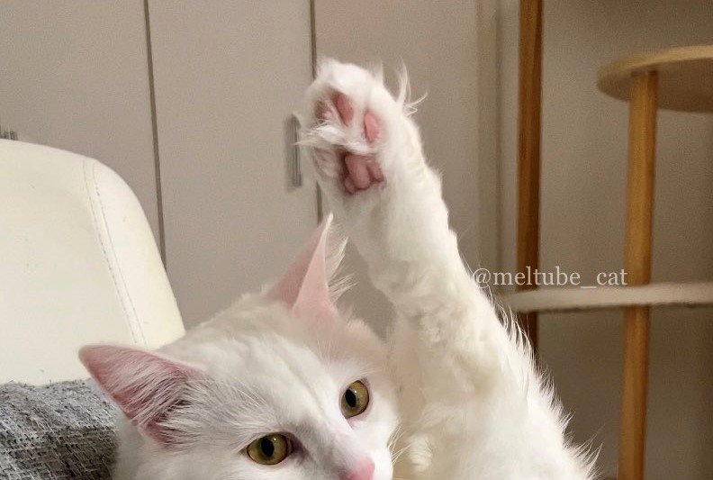 出所：@meltube_cat