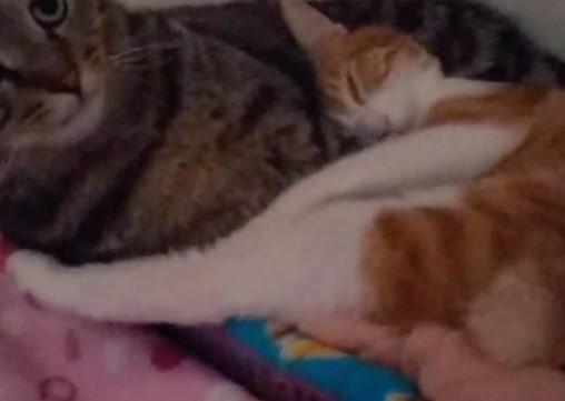 出所：@mero627puri914