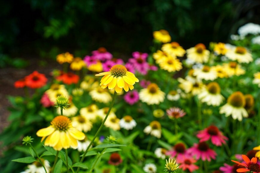 JennLShoots/shutterstock.com