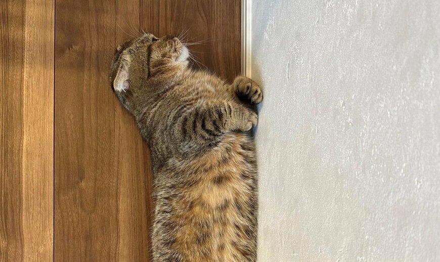 出所：@ponpokopontanu