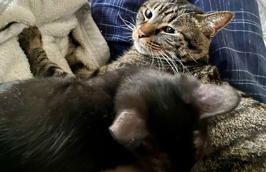 出所：@00shitemita