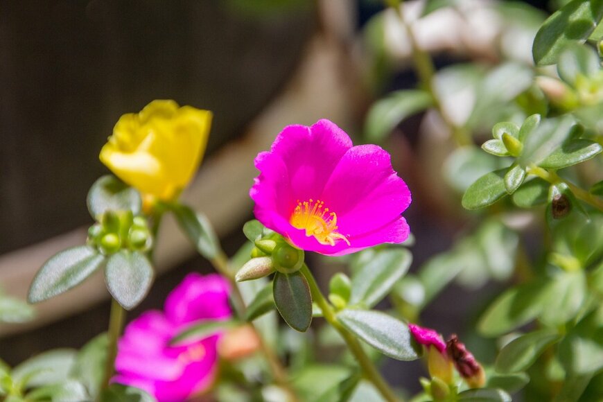 Bruno Martins Imagens/Shutterstock.com