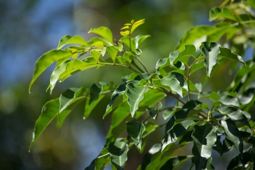 nuttapong/istockphoto.com