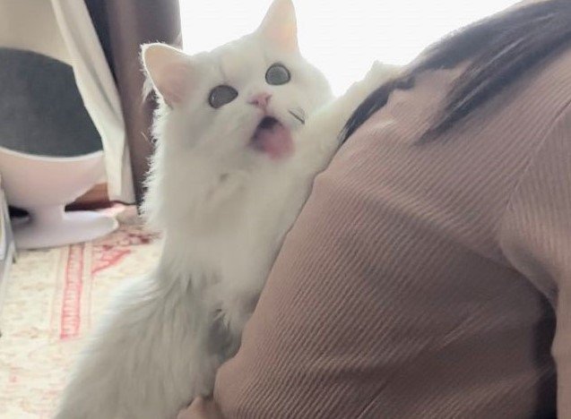 出所：@NEKOLAND13