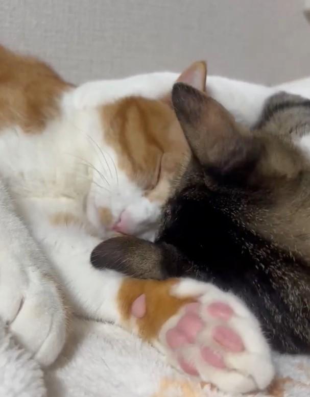 出所：@Neko2Obasan