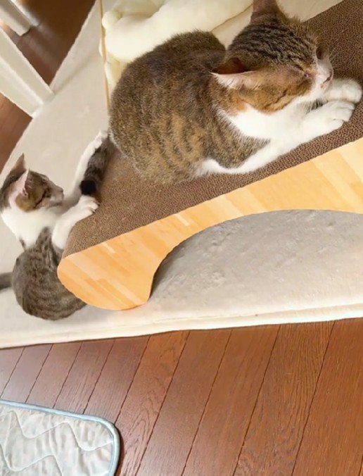 出所：＠lumi.towncat