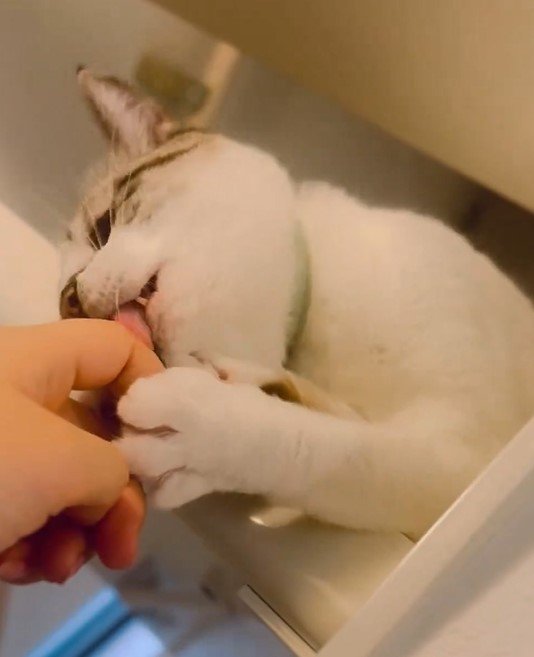 出所：@piennekomint