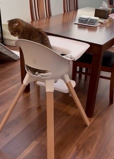 出所：@ponpokopontanu