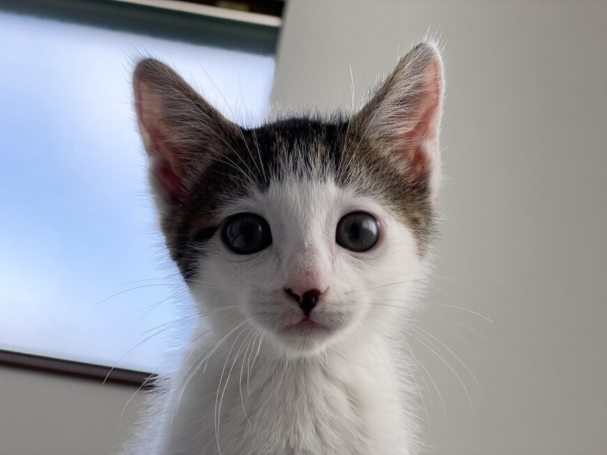 出所：@Saeroyi_cat