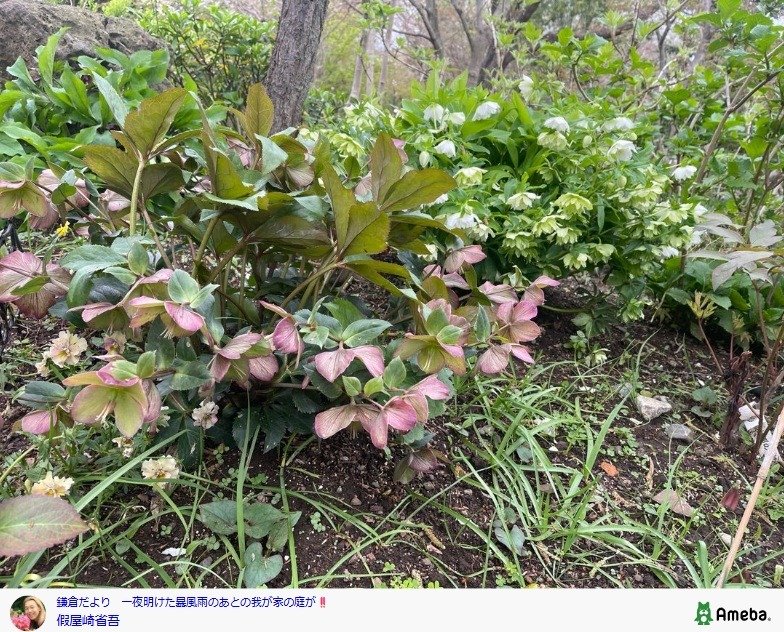 出所：假屋崎省吾 の 公式ブログ 　参照日：2026年4月3日