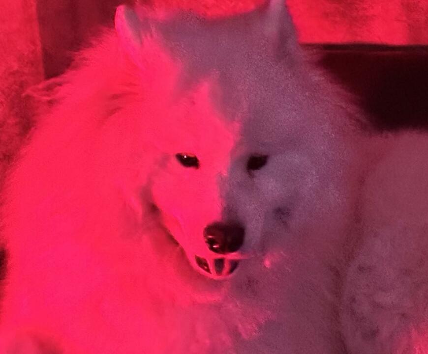 出所：@samoedsoran