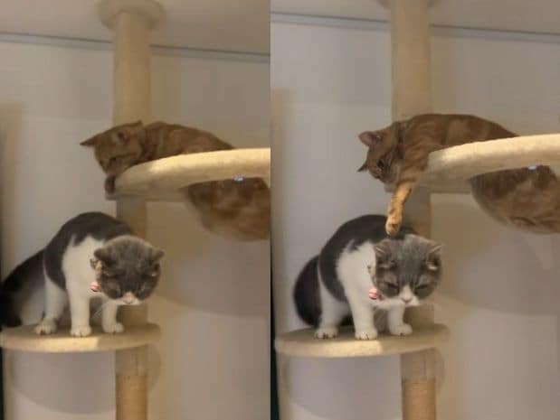 出所：@mocchinokimochi