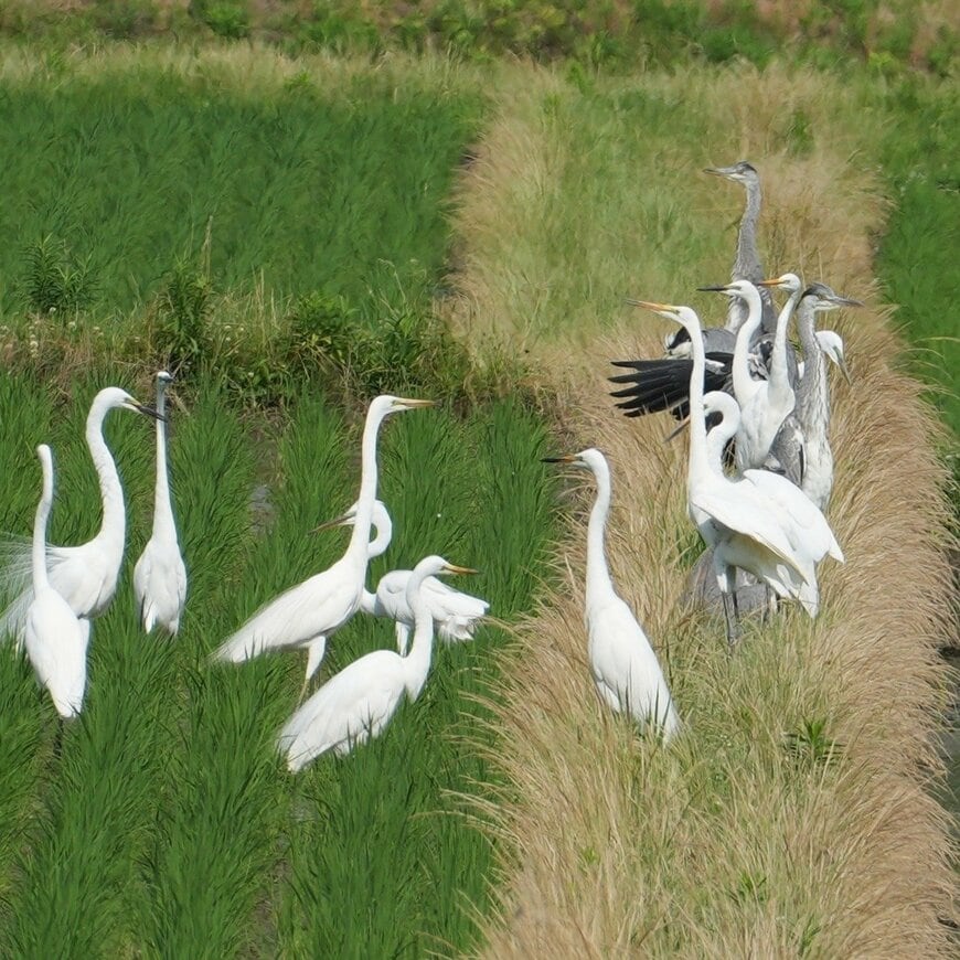 出所：@chibiko_todo