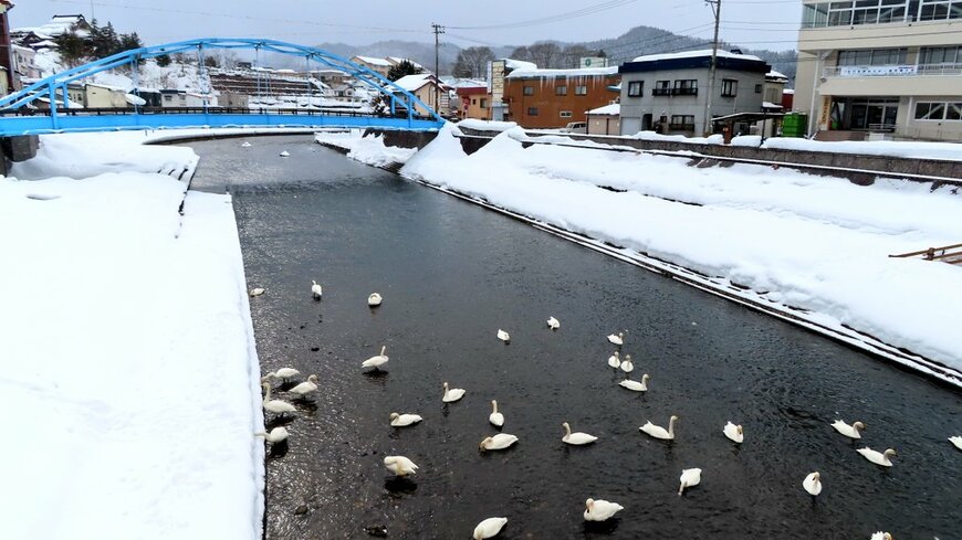 青森県の雪深い温泉街を歩いていたら…「白鳥たちが見せたまさかの行動」がSNSで話題に