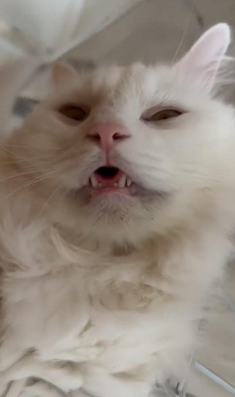 出所：@meltube_cat