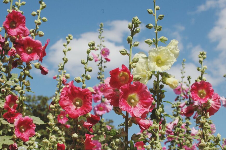 【ガーデニング】多年草でつくるナチュラルガーデン！オシャレで育てやすいオススメの草花8選